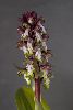 <em>Himantoglossum robertianum</em>